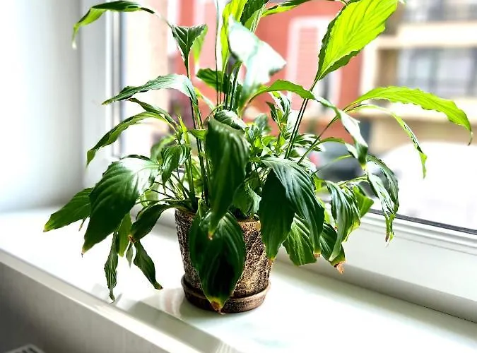 Osapart Cozy In A Complex Semycvit 公寓 *