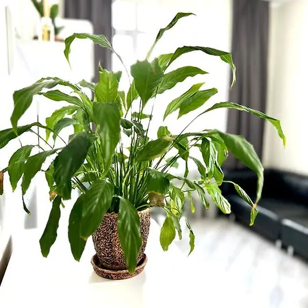 公寓 Osapart Cozy In A Complex Semycvit