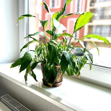 Osapart Cozy In A Complex Semycvit Apartamento *