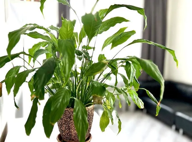 Apartmán Osapart Cozy In A Complex Semycvit